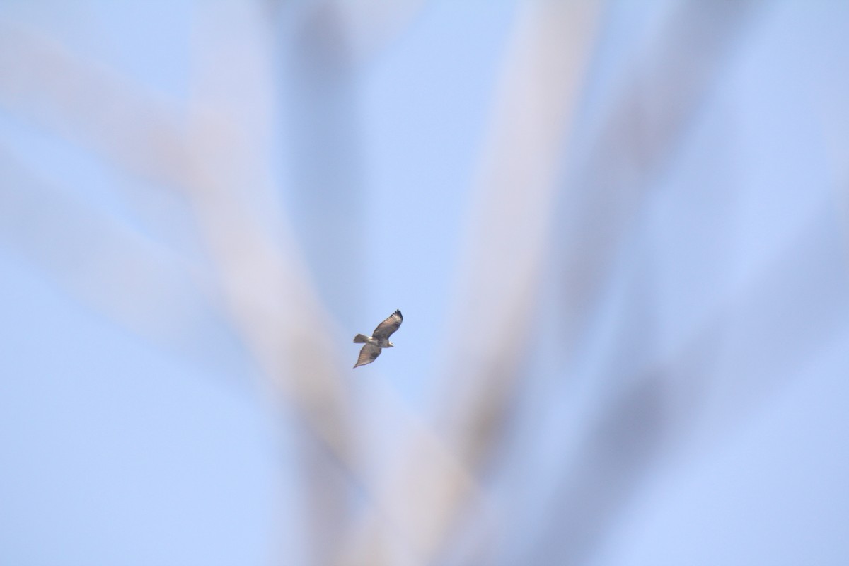 Eastern Buzzard - 飞 夏