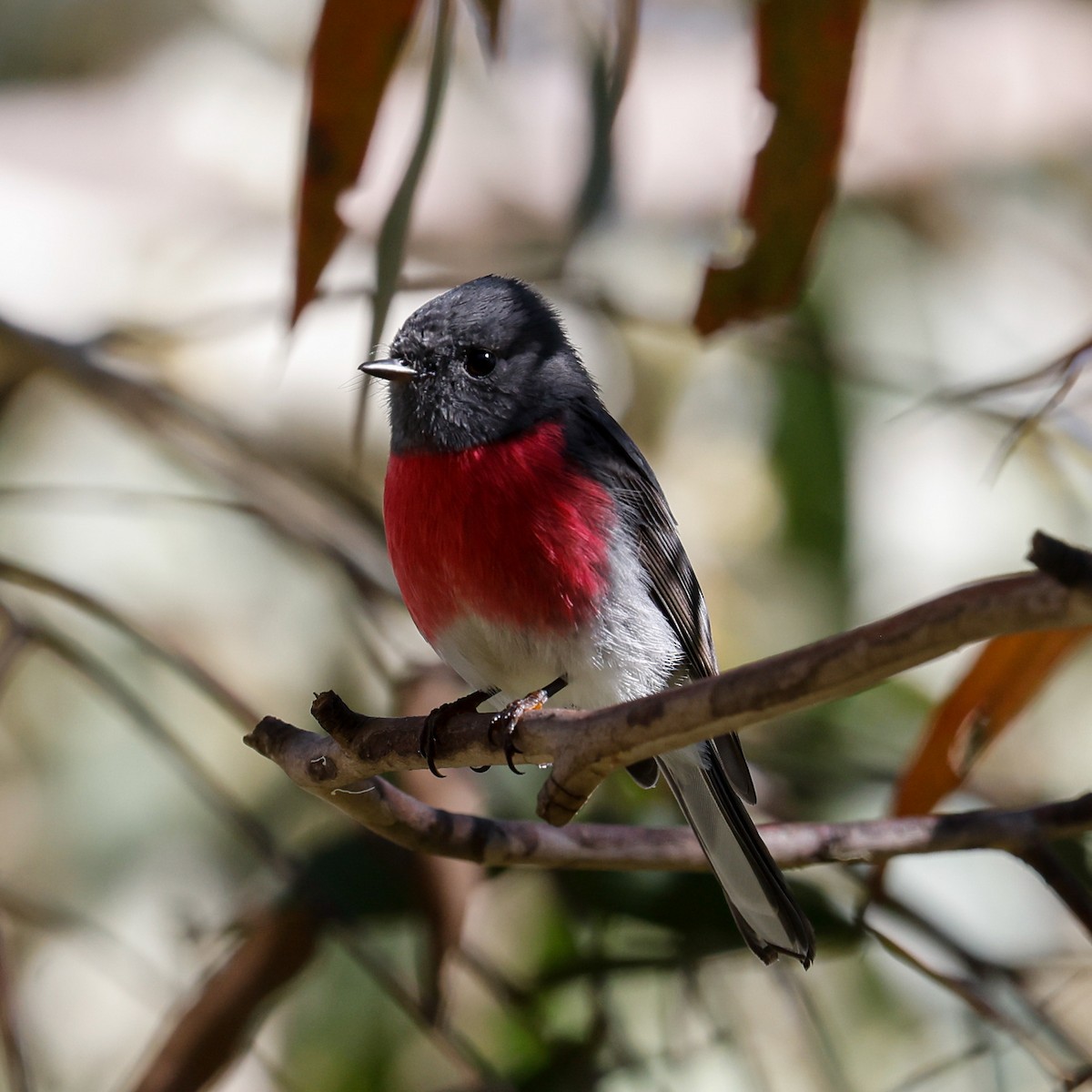 Rose Robin - John Hurrell