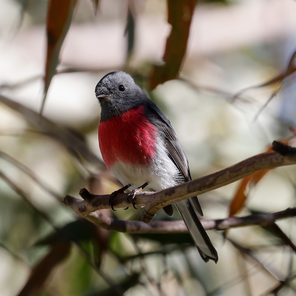 Rose Robin - John Hurrell