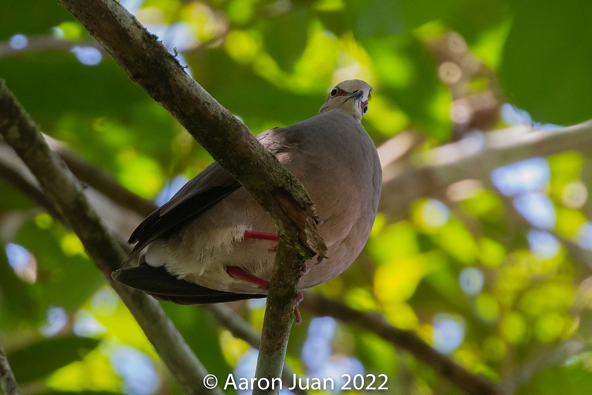 Gray-chested Dove - ML432193861