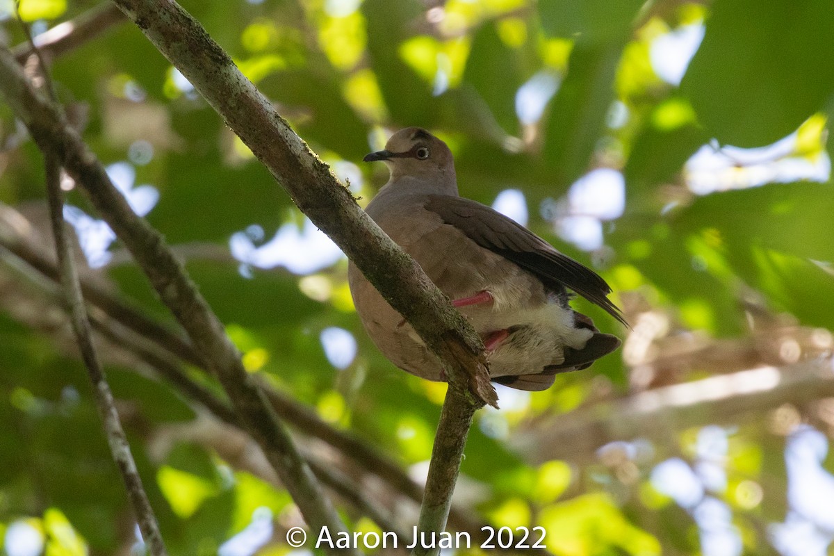 Gray-chested Dove - ML432193871