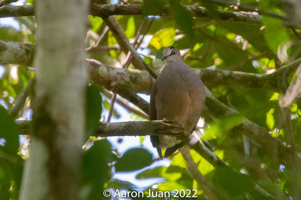 Gray-chested Dove - ML432193881