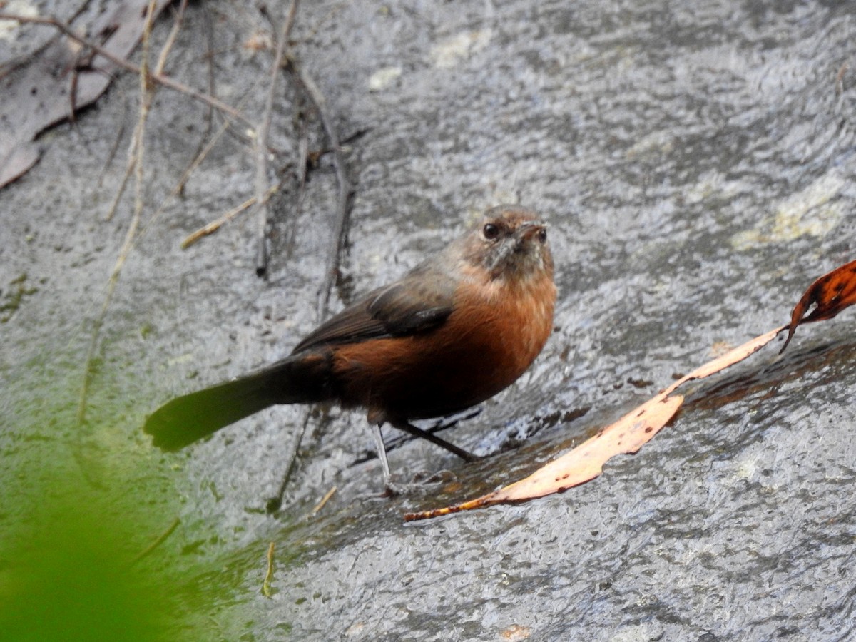 Rockwarbler - Mark Ley