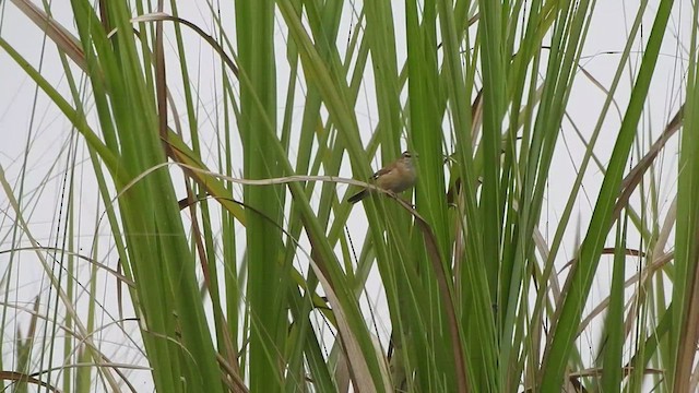 Paddyfield Warbler - ML432195681