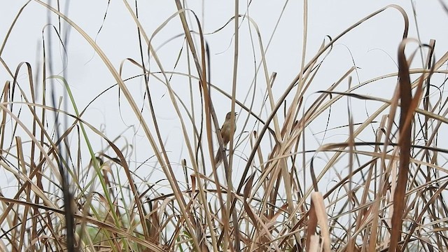 Jerdon's Babbler - ML432195701