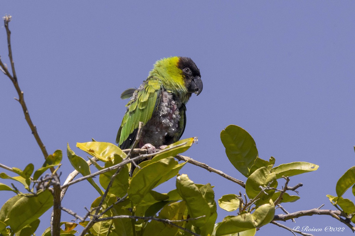 Conure nanday - ML432197471