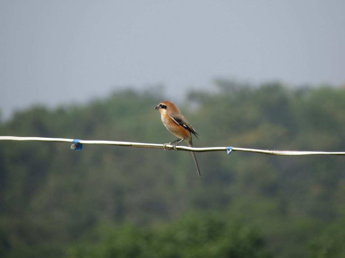 Bull-headed Shrike - ML432198121