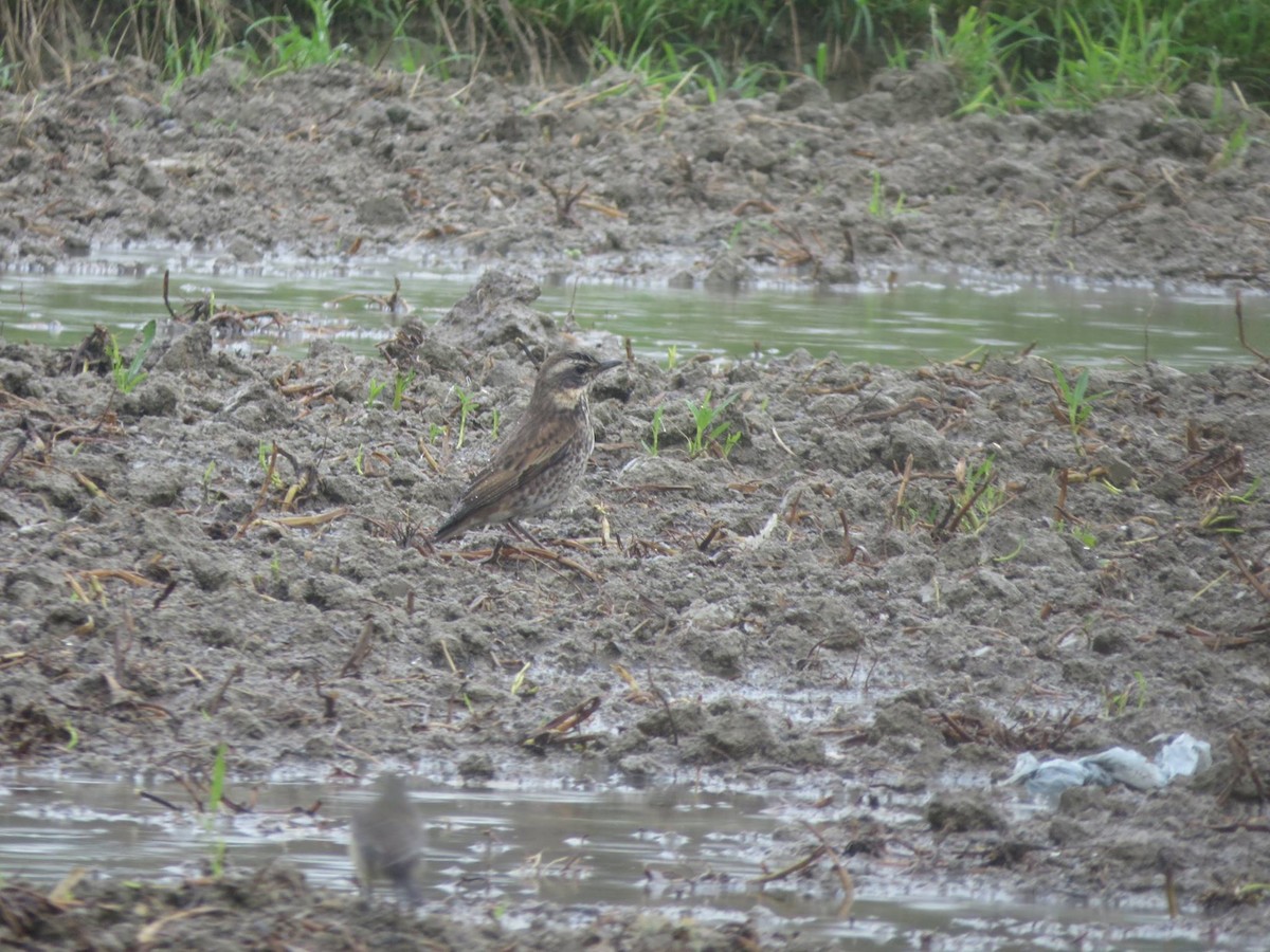 Dusky Thrush - ML432198181