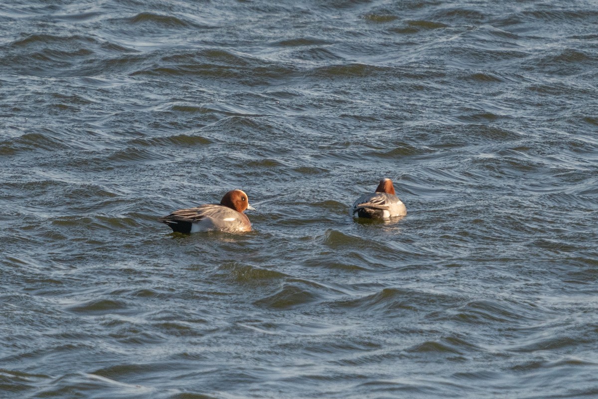 Eurasian Wigeon - ML432198961