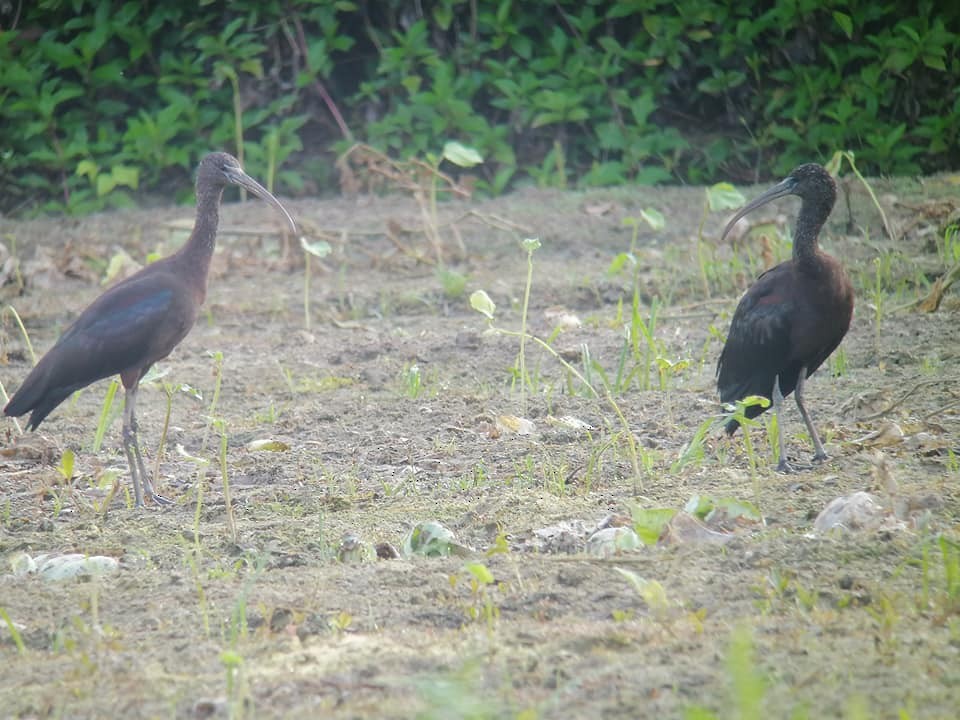 Glossy Ibis - ML432199491