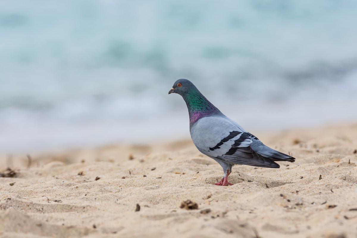 Rock Pigeon (Feral Pigeon) - ML432200431