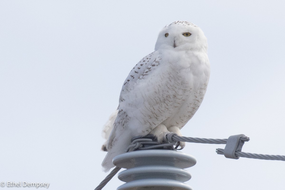 Snowy Owl - ML432200451
