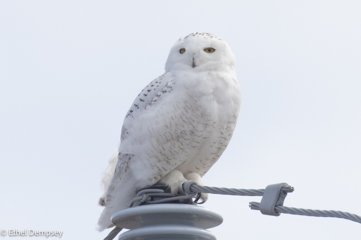 Snowy Owl - ML432200541