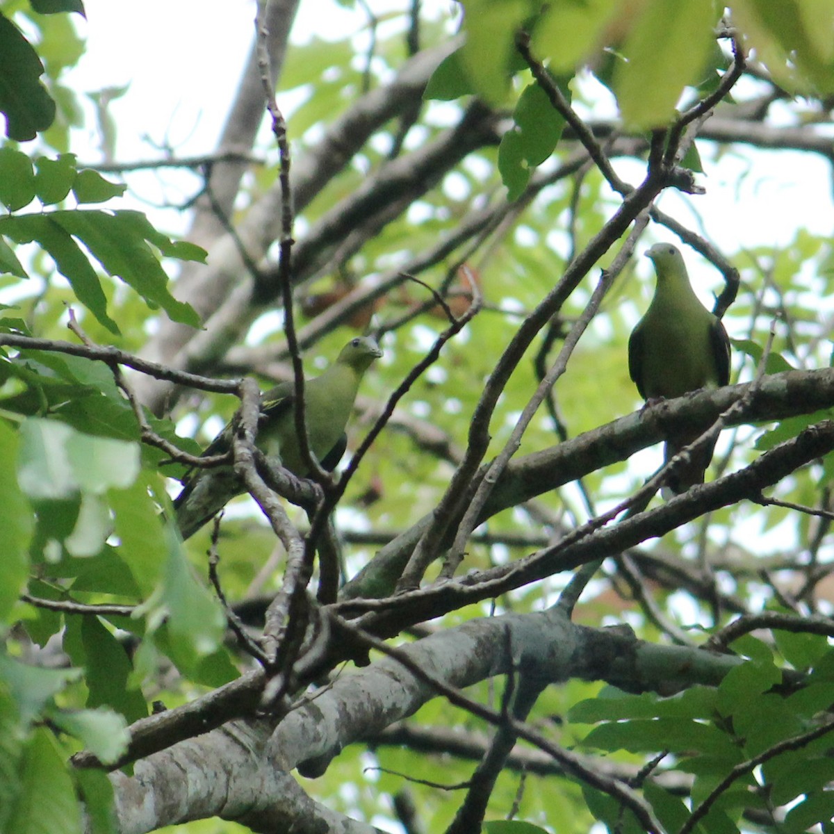 Gray-fronted Green-Pigeon - ML432200911