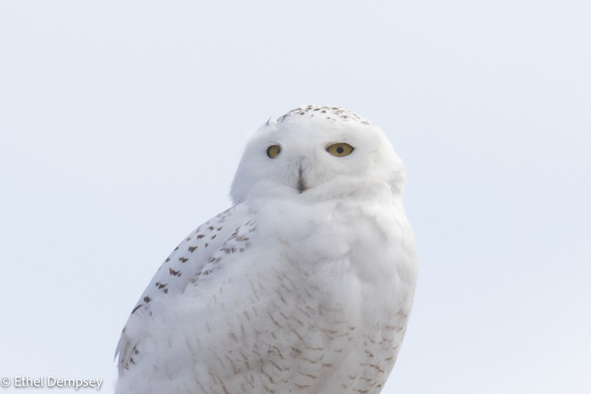 Snowy Owl - ML432201061