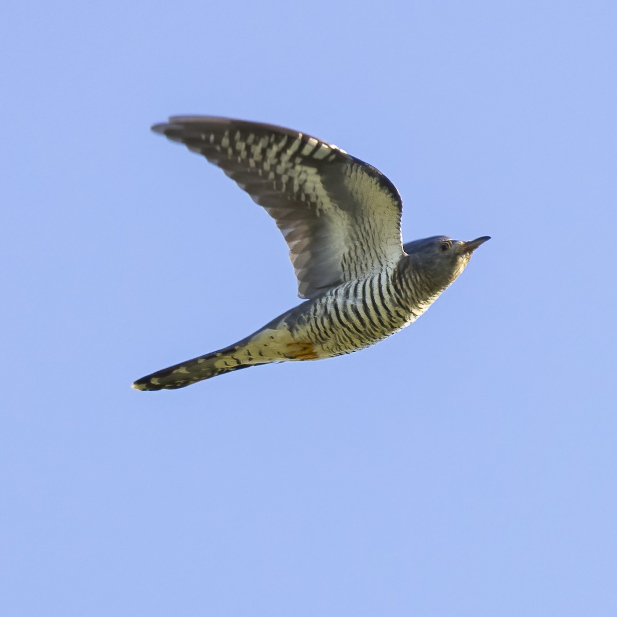 Oriental Cuckoo - Cheryl and Graham Ponter