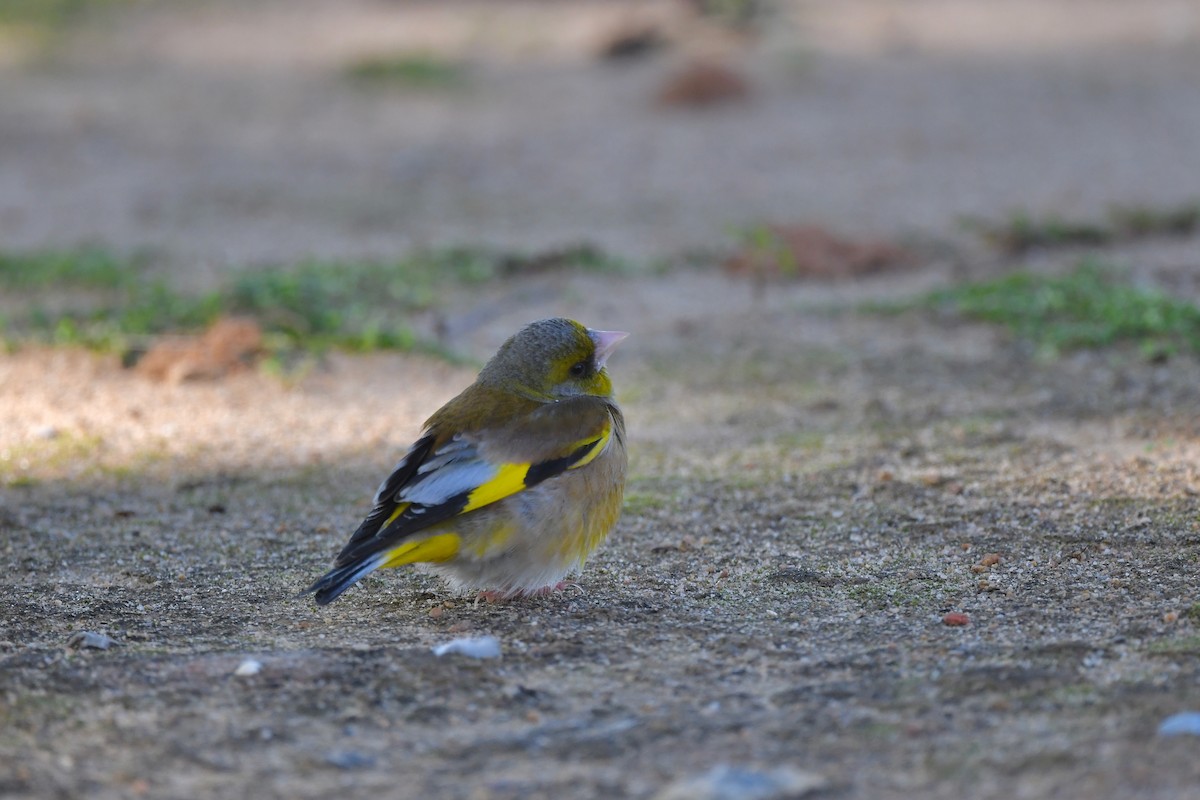 Oriental Greenfinch - ML432201491