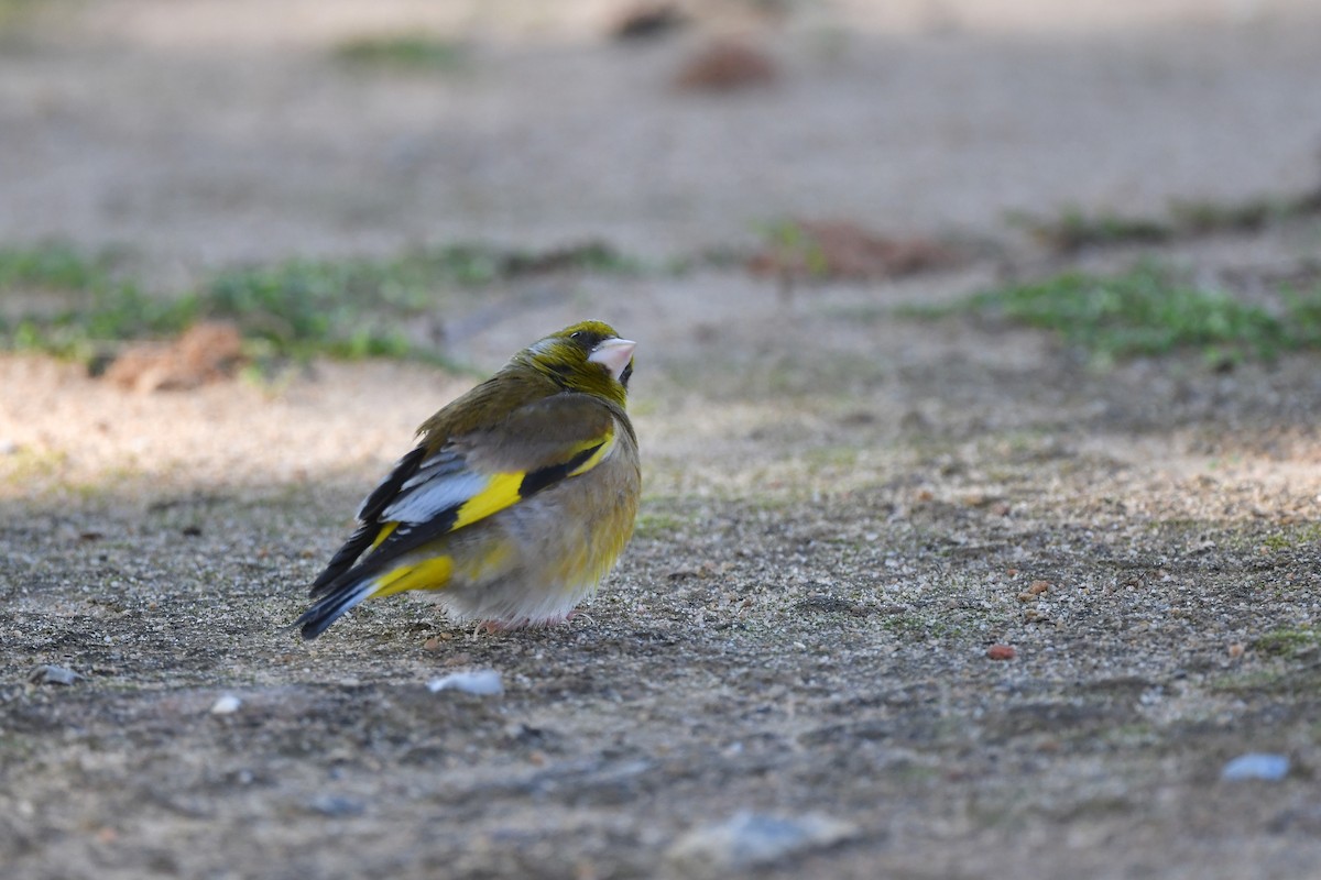 Oriental Greenfinch - Ting-Wei (廷維) HUNG (洪)