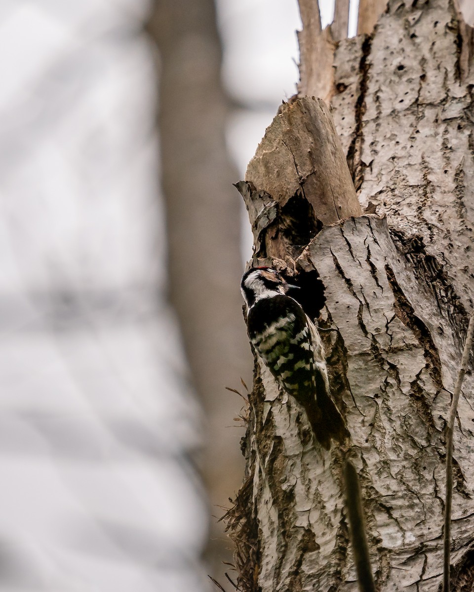 Lesser Spotted Woodpecker - Mª Leonor Santos