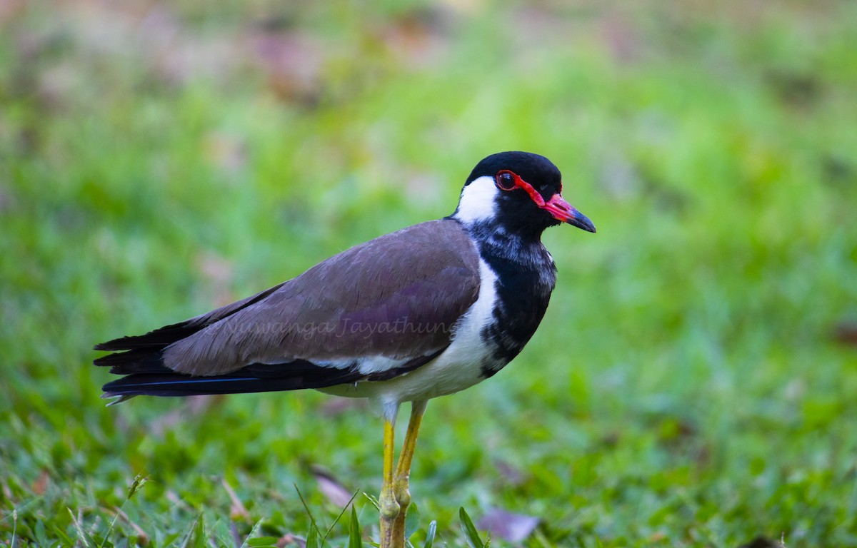 Red-wattled Lapwing - Nuwanga Jayathunga