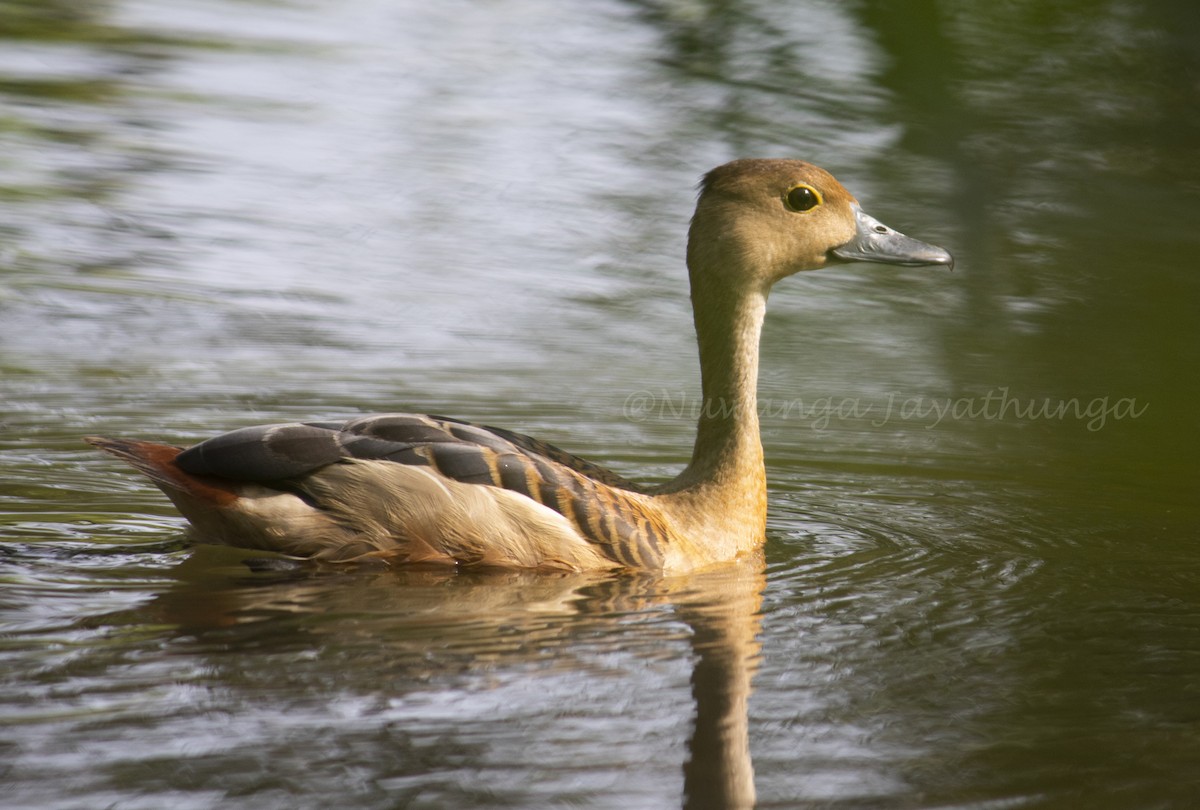 Lesser Whistling-Duck - Nuwanga Jayathunga