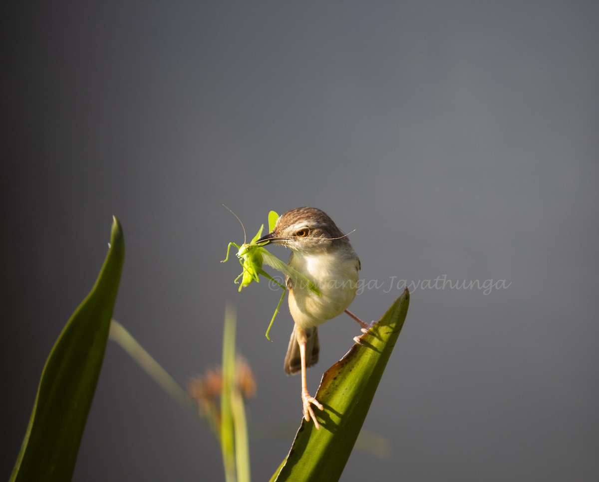 Plain Prinia - Nuwanga Jayathunga