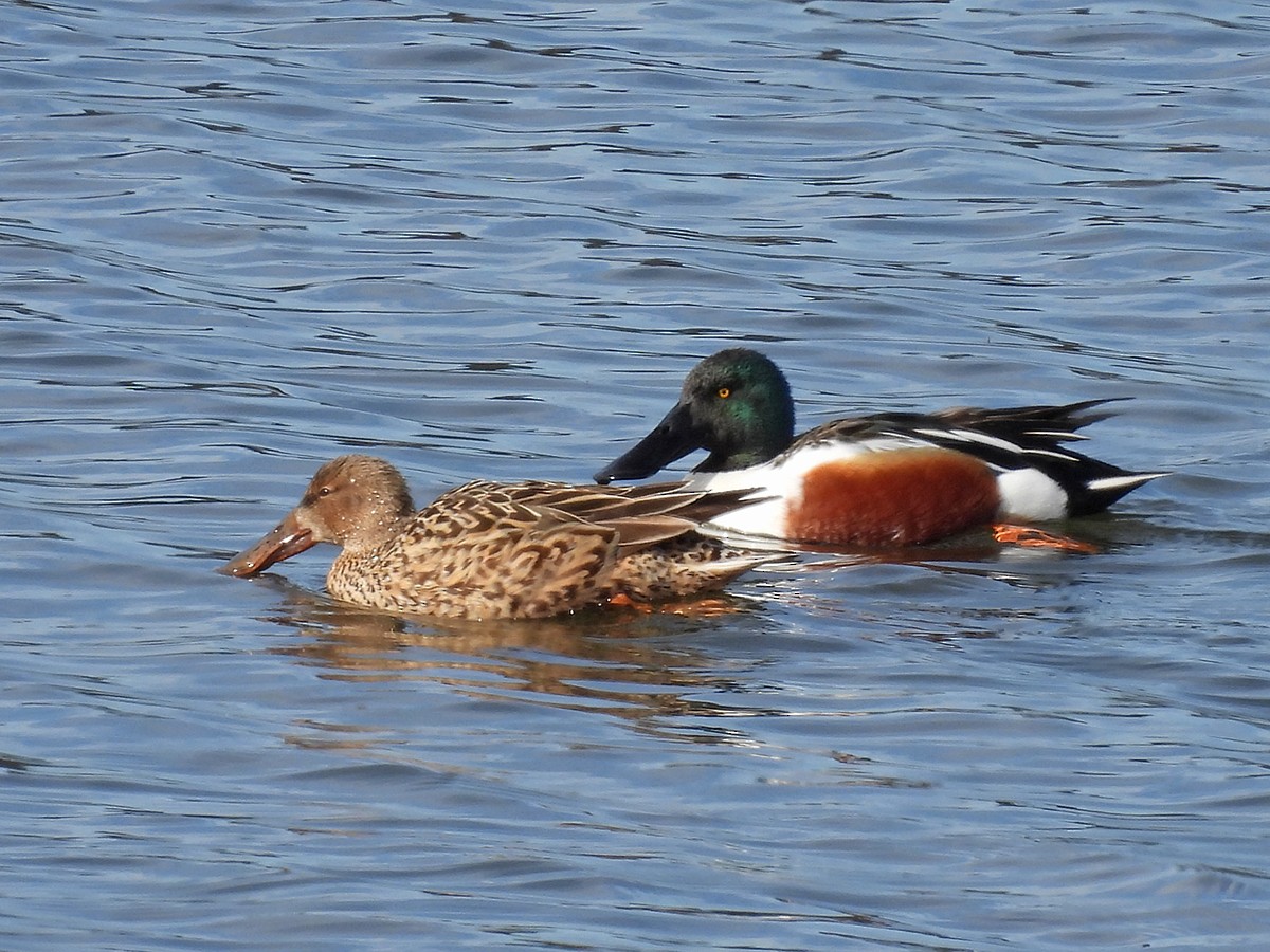 Northern Shoveler - ML432205141