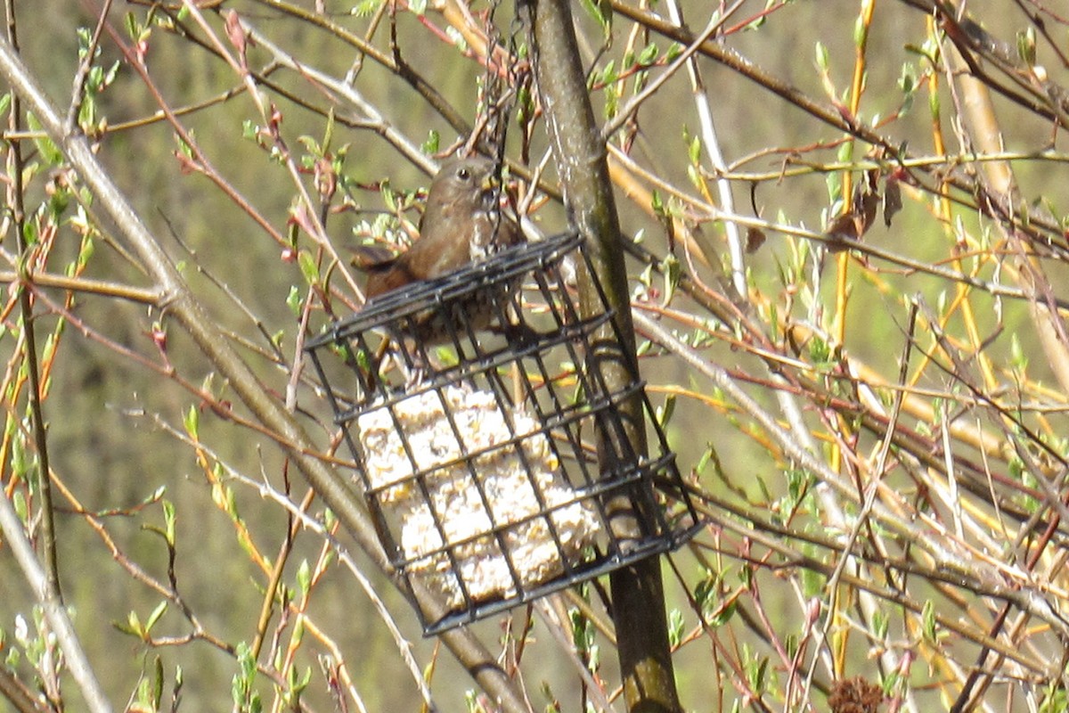 Fox Sparrow - Vibeke Pedersen