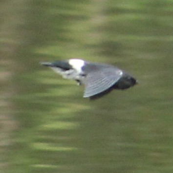 White-rumped Spinetail - Ambady Sasi