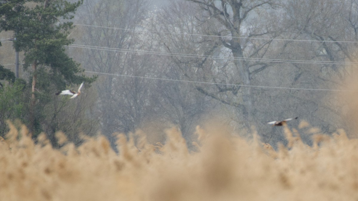 Western Marsh Harrier - Codrin Bucur