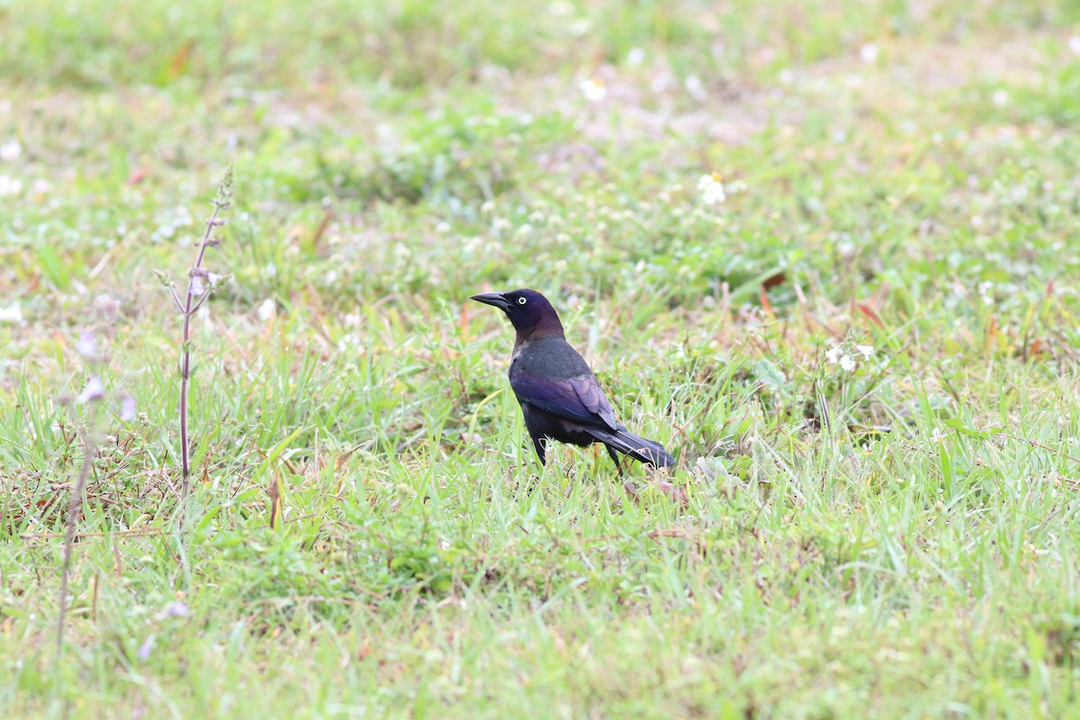 Common Grackle - Cynthia ROGERS