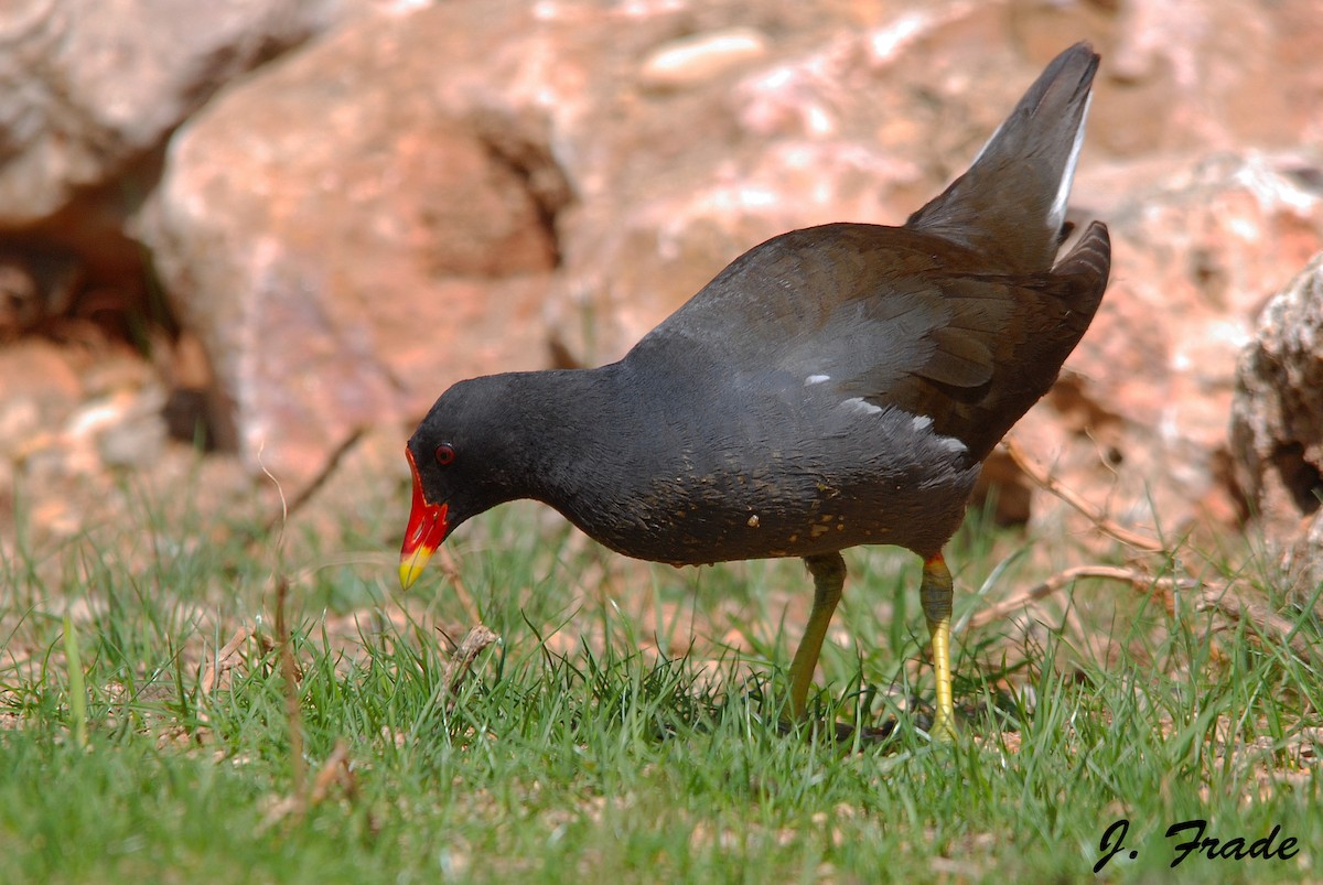 Eurasian Moorhen - José Frade