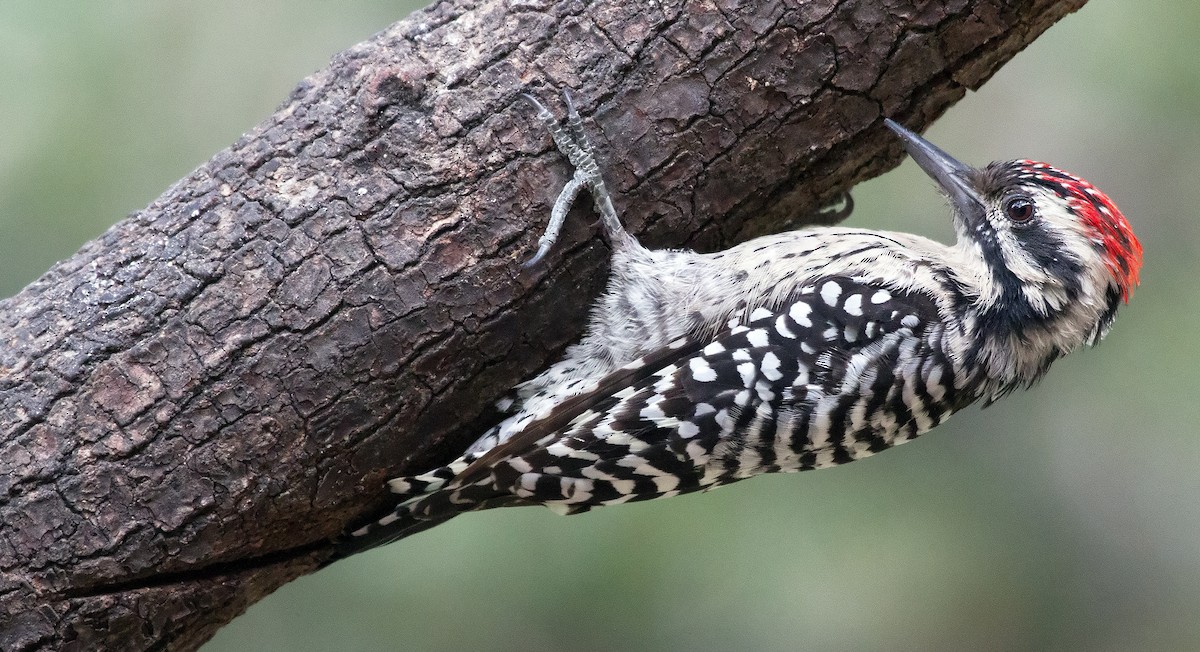 Ladder-backed Woodpecker - Scott Berglund