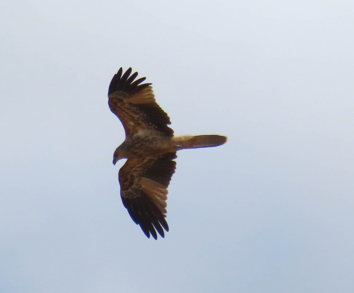 Whistling Kite - ML432212451