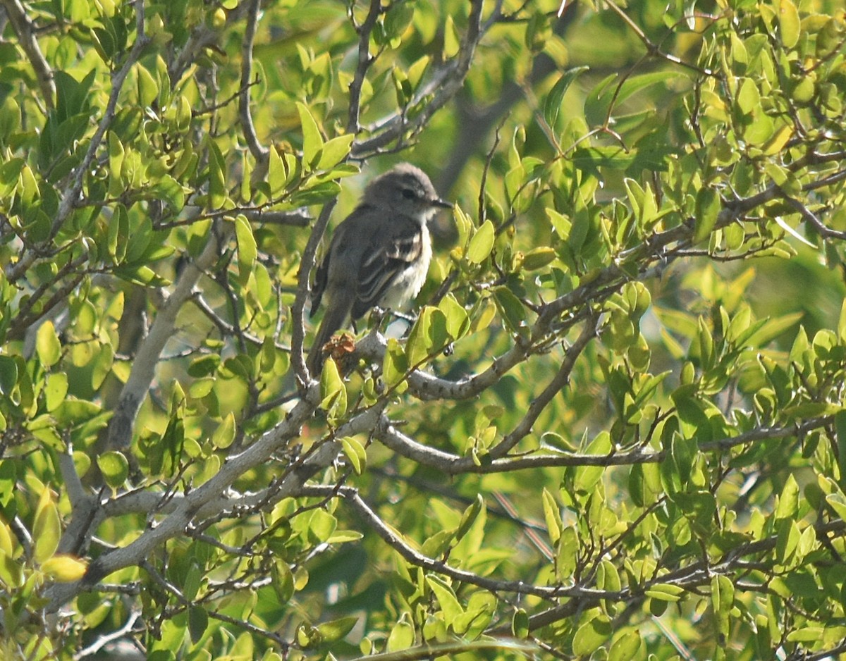 Straneck's Tyrannulet - andres ebel