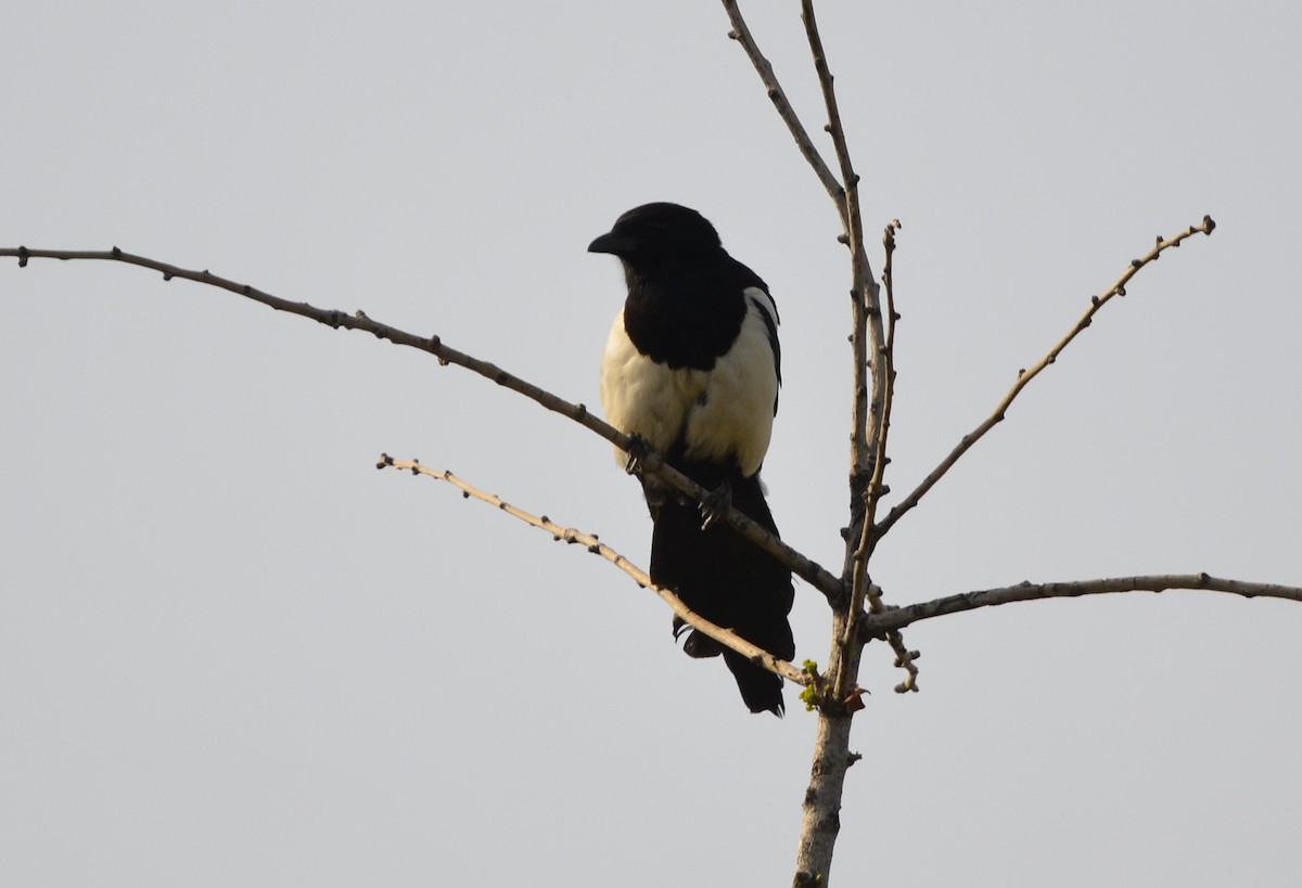 Oriental Magpie - ML432213881