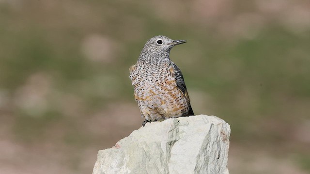 Rufous-tailed Rock-Thrush - ML432214621