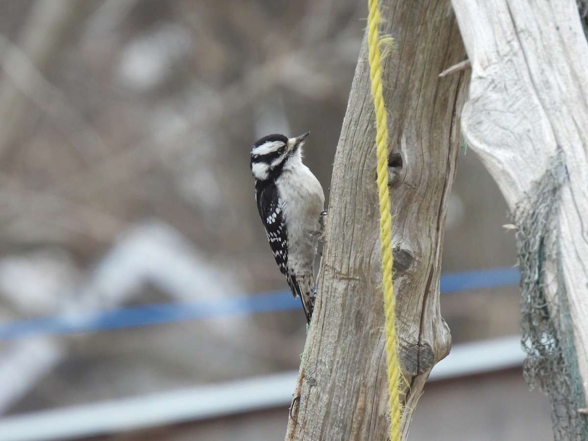 Downy Woodpecker - ML432214971