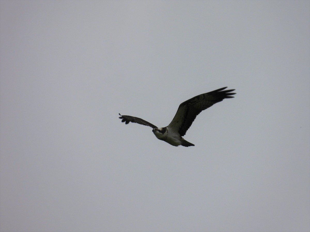 Balbuzard pêcheur - ML432218271