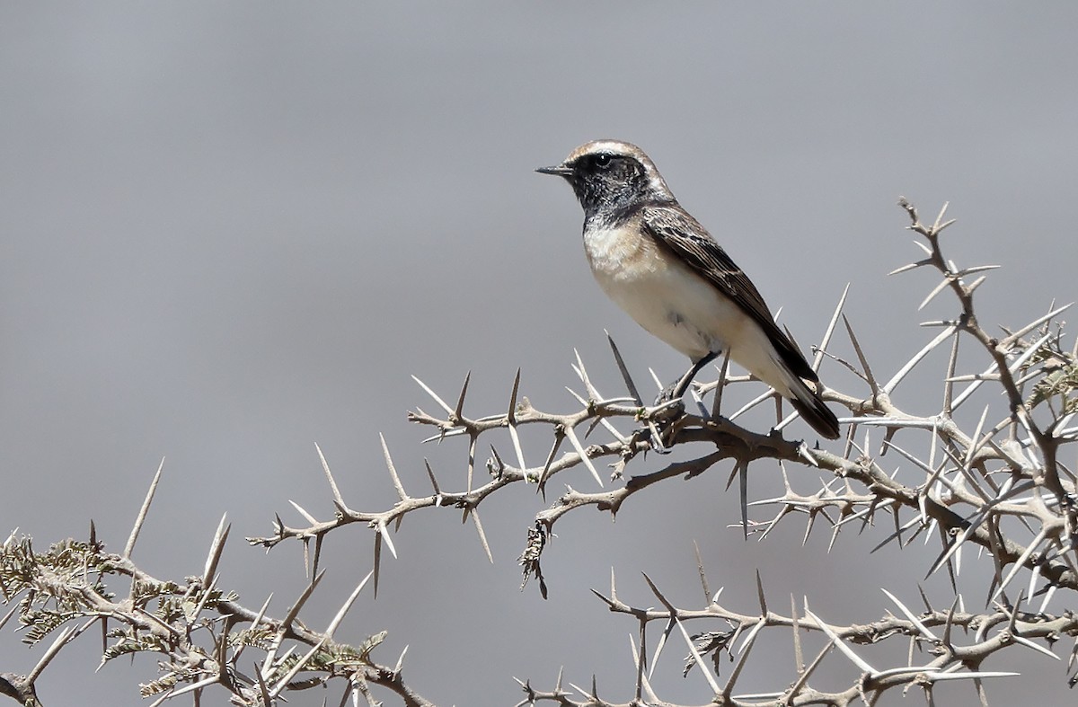 Pied Wheatear - ML432218481