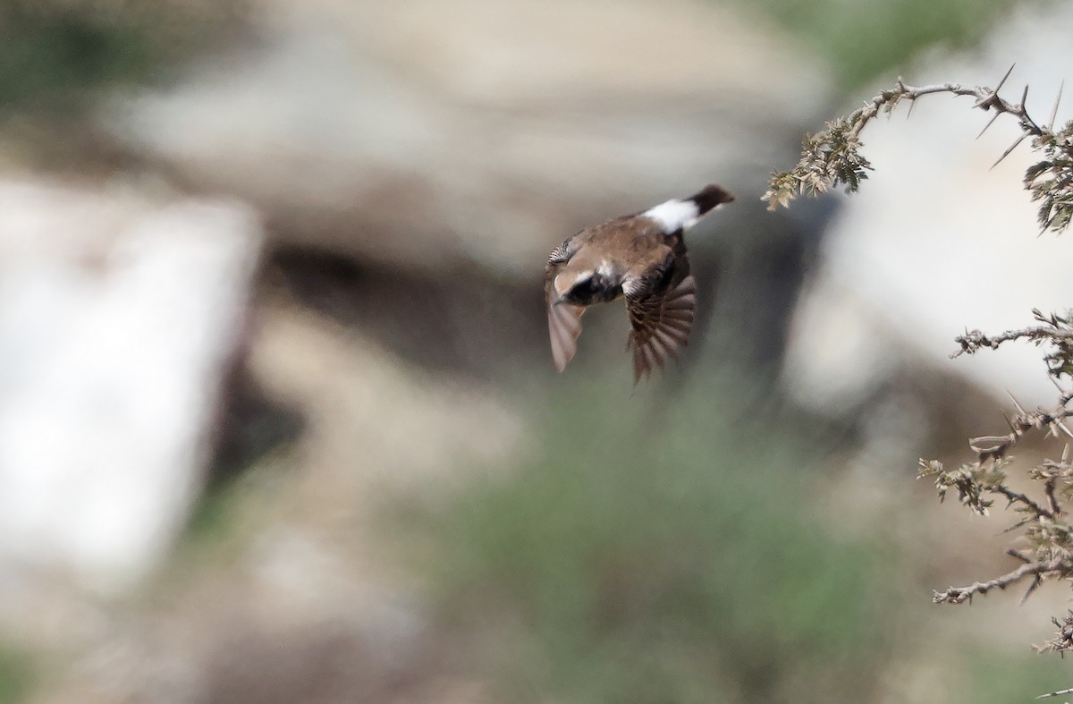 Pied Wheatear - Robert Hutchinson