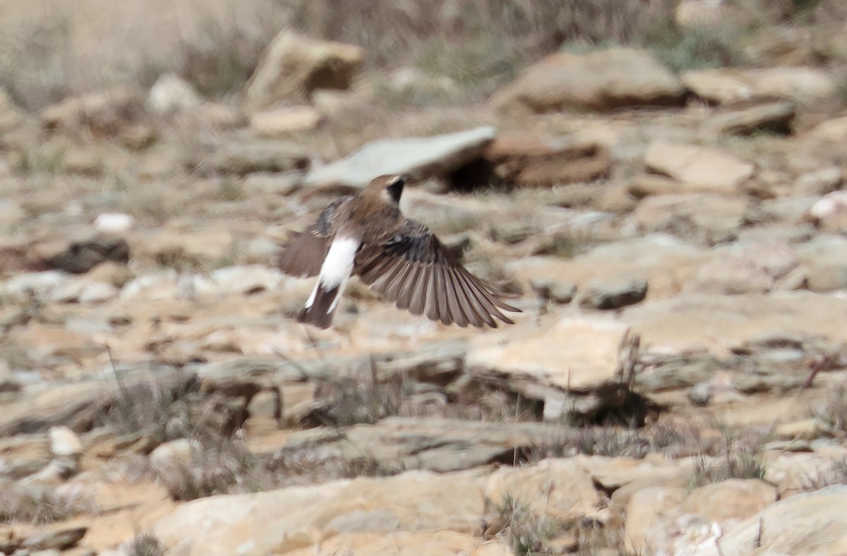 Pied Wheatear - ML432218511