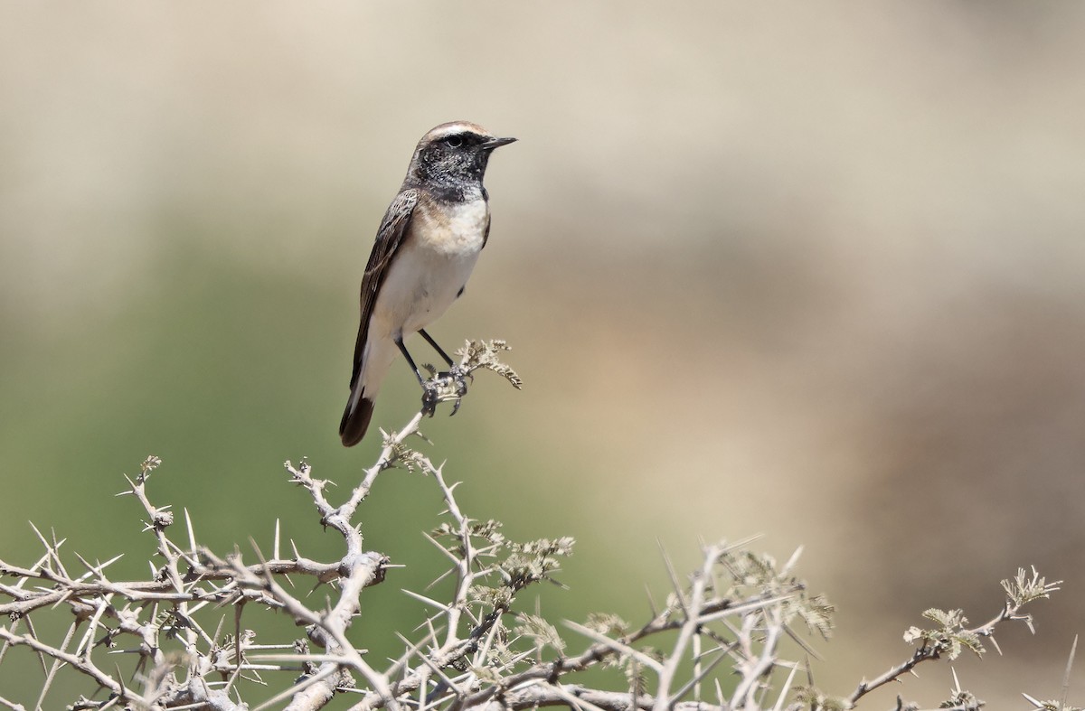 Pied Wheatear - ML432218521