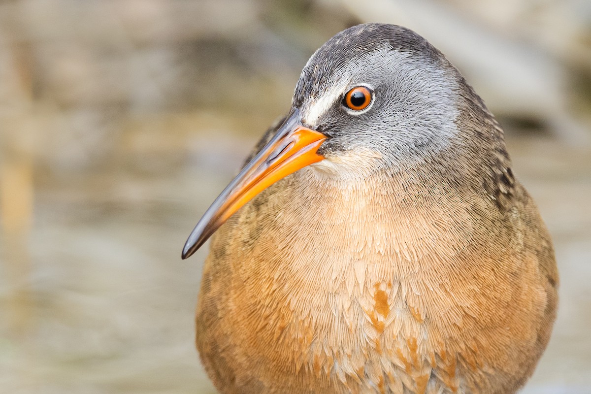 Virginia Rail - ML432218581