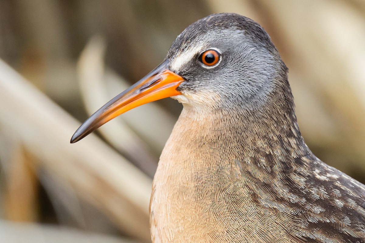 Virginia Rail - ML432218611
