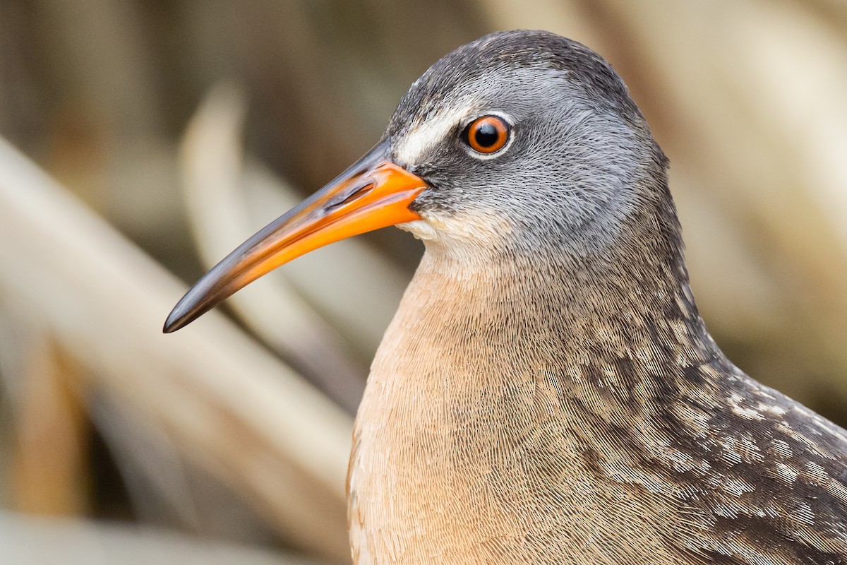 Virginia Rail - Brad Imhoff