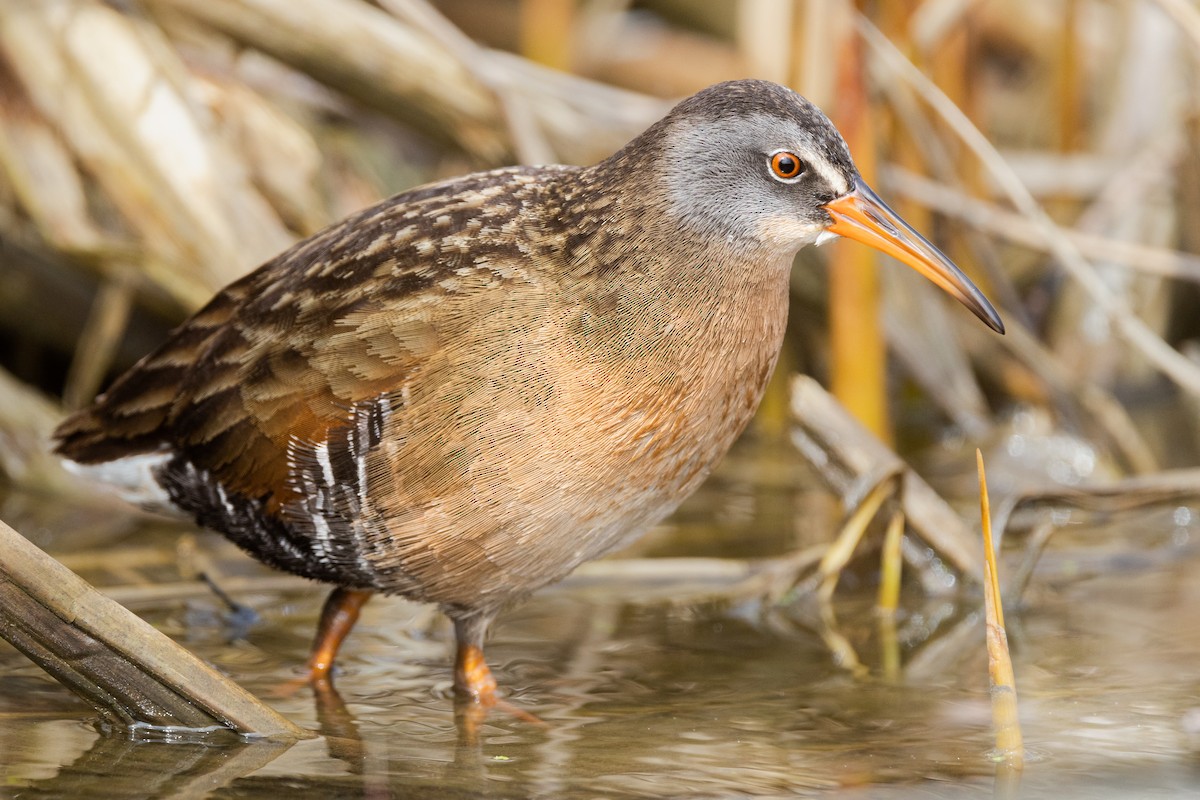 Virginia Rail - Brad Imhoff