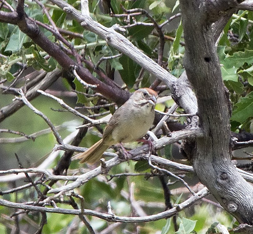 Rufous-crowned Sparrow - ML43221891