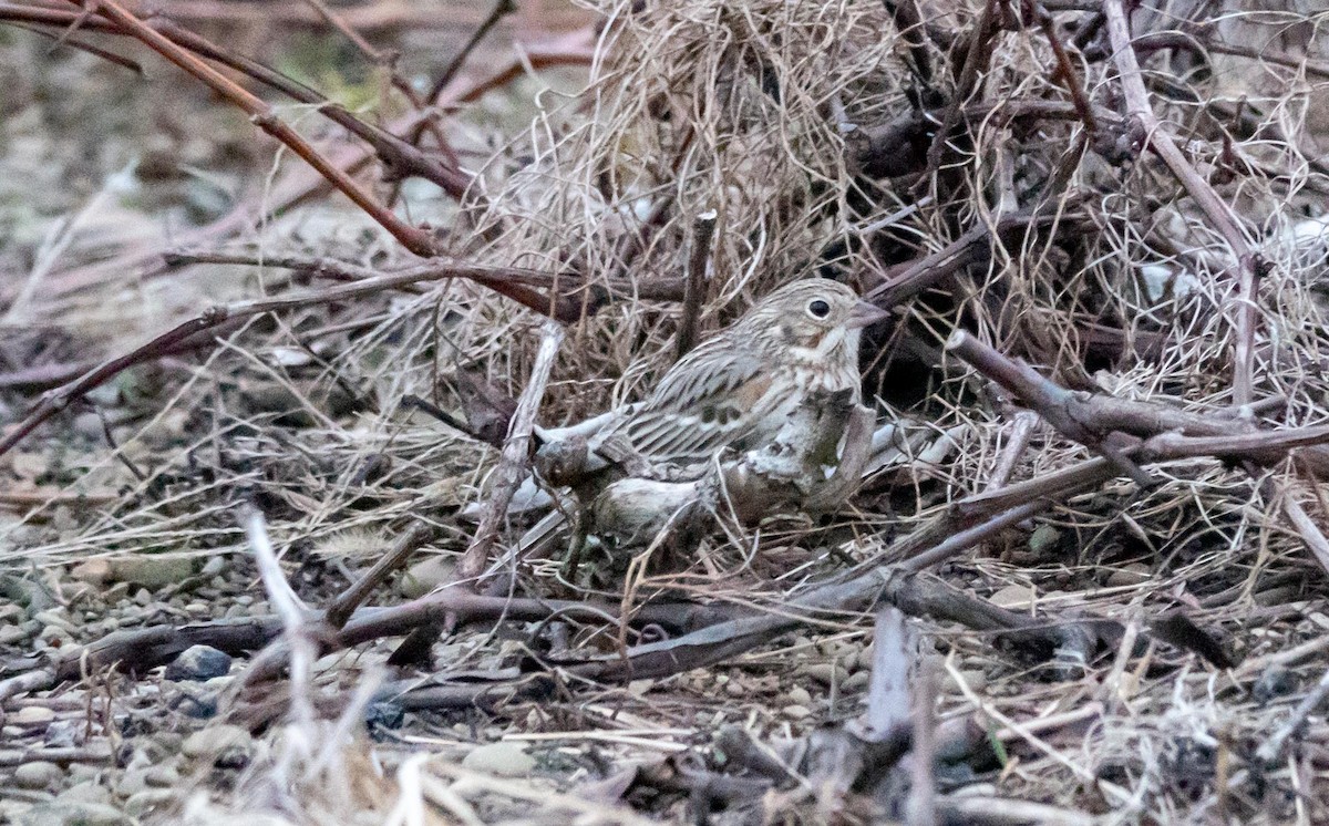 Vesper Sparrow - Gale VerHague