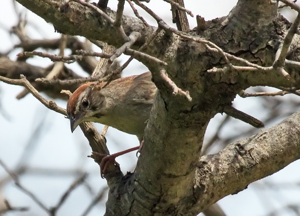 Rufous-crowned Sparrow - ML43222131